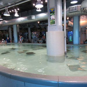 Stingray/Shark Touch Tank
