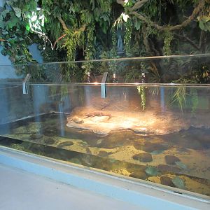 African Dwarf Crocodile Exhibit (plus assorted turtles and fish)