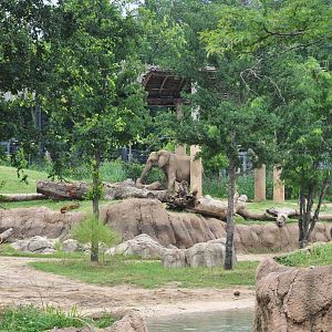 African Elephant Exhibit