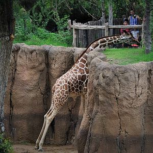 Giraffe and Guests