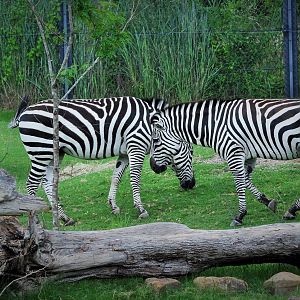 Zebras