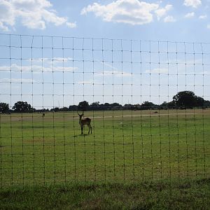 Drive-Through Safari