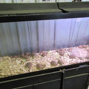 Want to buy a tortoise?