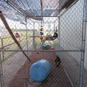Black-Handed Spider Monkey Exhibit