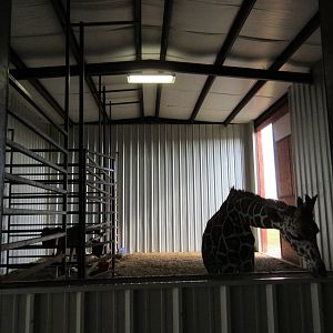 Giraffe Barn