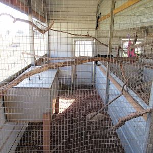 Prevost's Squirrel Exhibit