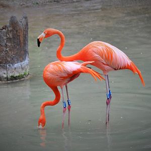 Flamingos
