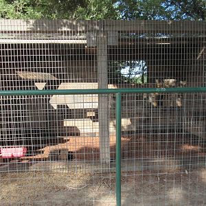 Tonkean Macaque Exhibit