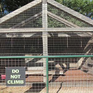 Black-Handed Spider Monkey Exhibit
