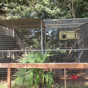 Vervet Monkey Exhibit
