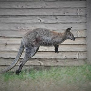 Bennets Wallaby