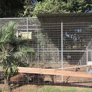 Patas Monkey Exhibit