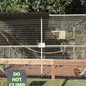 Black-Capped Capuchin Exhibit