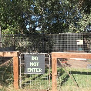 African Crested Porcupine Exhibit