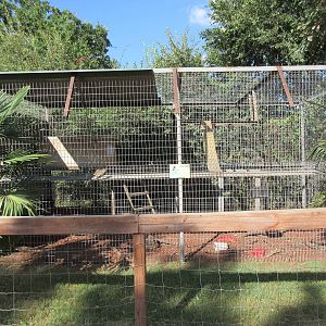 Bonnet Macaque Exhibit