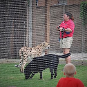 Cheetah Demonstration