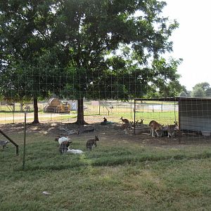 Assorted Kangaroos + Wallabies