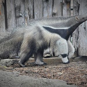 Giant Anteater