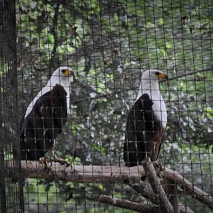 African Fish Eagles
