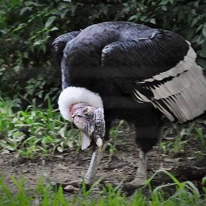 Andean Condor
