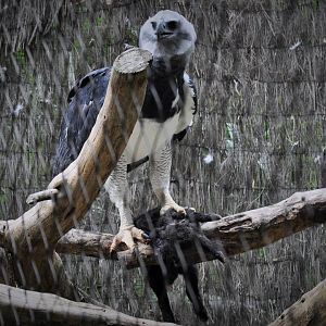 Harpy Eagle with Domestic Rabbit