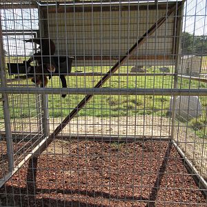 Red Ruffed Lemur Exhibit #1 - bare bones cage
