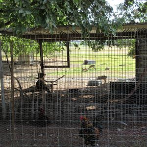Red Ruffed Lemur Exhibit #2