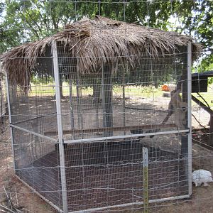White-Cheeked Gibbon/Red Ruffed Lemur Cage