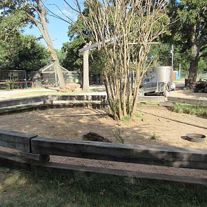 African Spurred Tortoise Exhibit