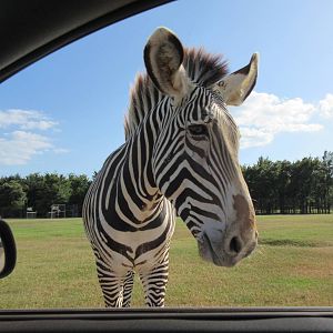 Drive-Through Safari