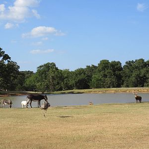 Drive-Through Safari