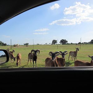 Drive-Through Safari
