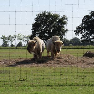 Drive-Through Safari
