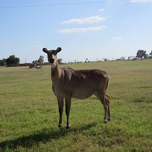 Drive-Through Safari