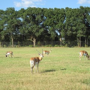Drive-Through Safari