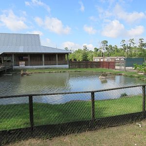Gator Exhibit
