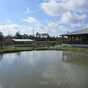 Gator Exhibit