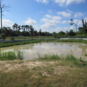 Gator Exhibit