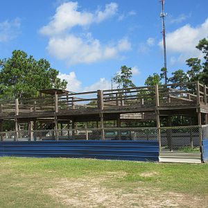 Gator Exhibit - wading with gators for an extra fee