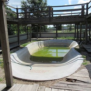 Gator Exhibit - wading with gators for an extra fee