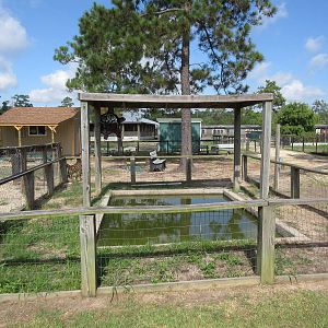 Alligator Snapping Turtle Exhibit