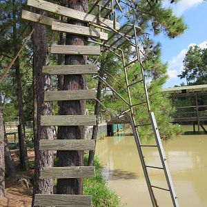 Gator Exhibit - ladder to food line