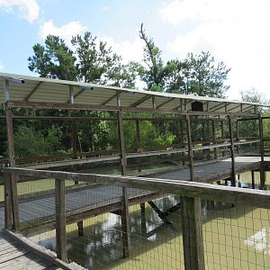 Gator Exhibit