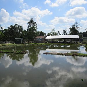 Gator Exhibit