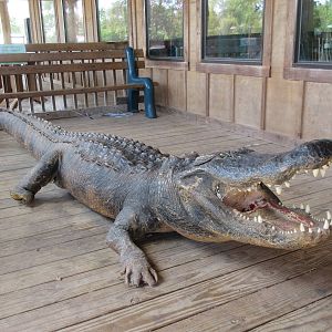 Gator - Taxidermy Specimen