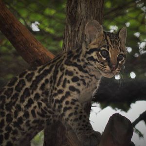 Ocelot cub