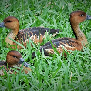Waterfowl - Dallas Zoo