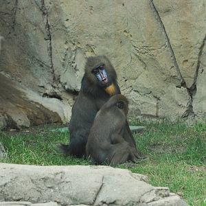 Mandrill Exhibit