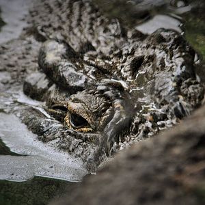 Portrait of a Nile Crocodile