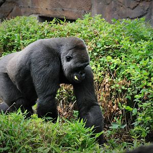 Lowland Gorilla